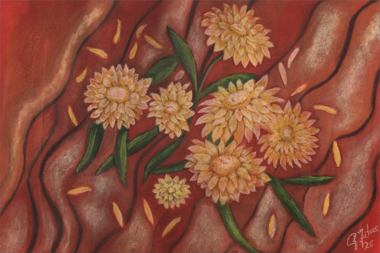 Australian Native paper flowers of the outback rusty red sands. Matte Canvas Art — Australian  paper flowers of the outback