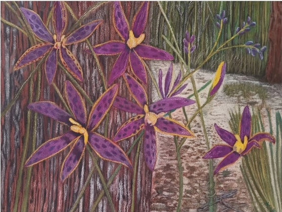 Western Australian Queen of Sheba Orchid Canvas Art — Stretched Matte Nature Wall Decor